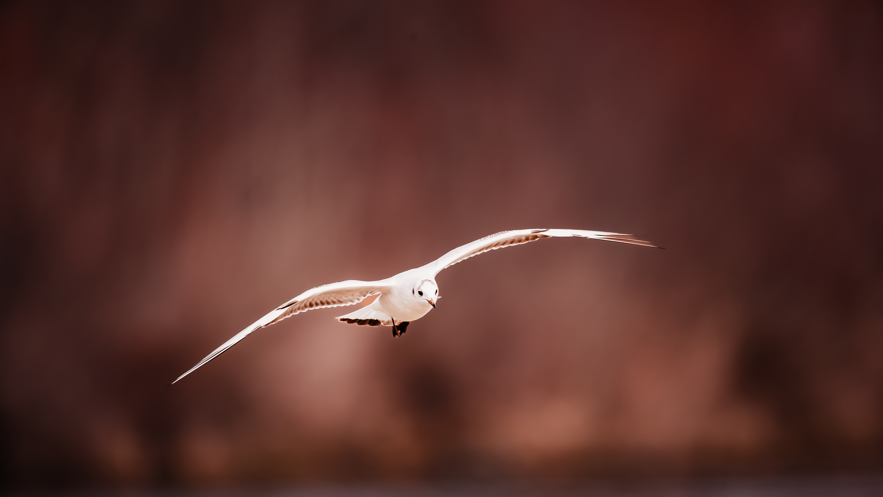 Thalkirchen Wasservoegel 2770